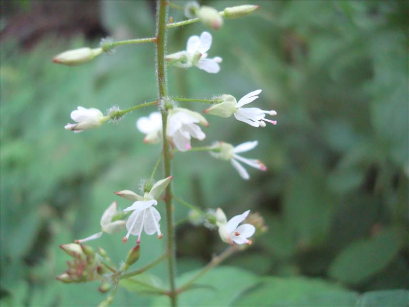 Circaea lutetiana (door Michael Inden)