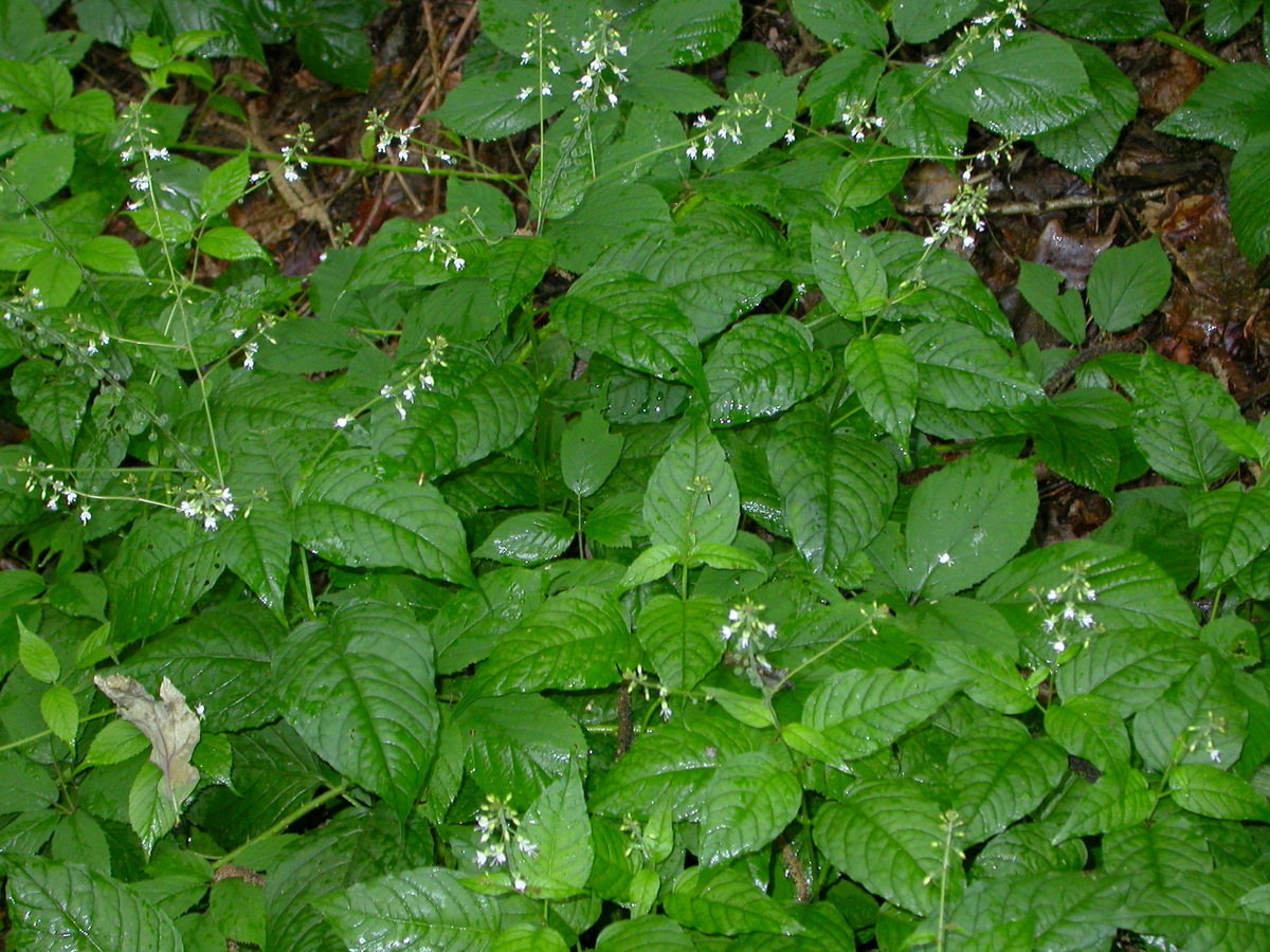 Circaea lutetiana (door Peter Meininger)