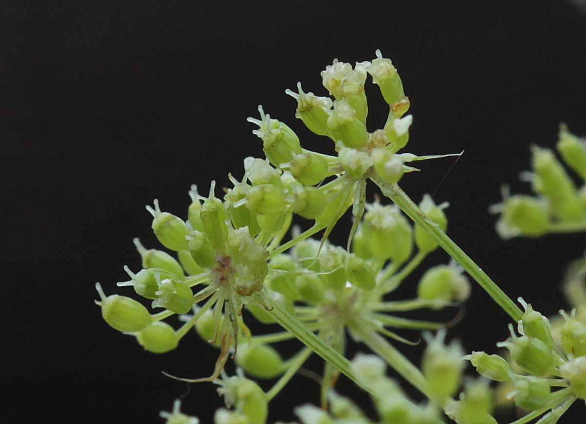 Ammi majus (door Peter Meininger)