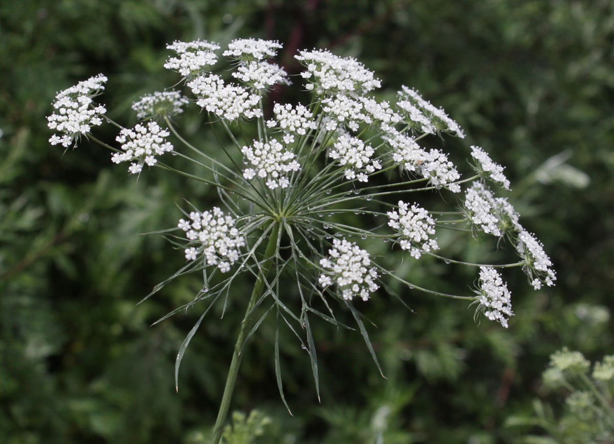 Ammi majus (door Peter Meininger)