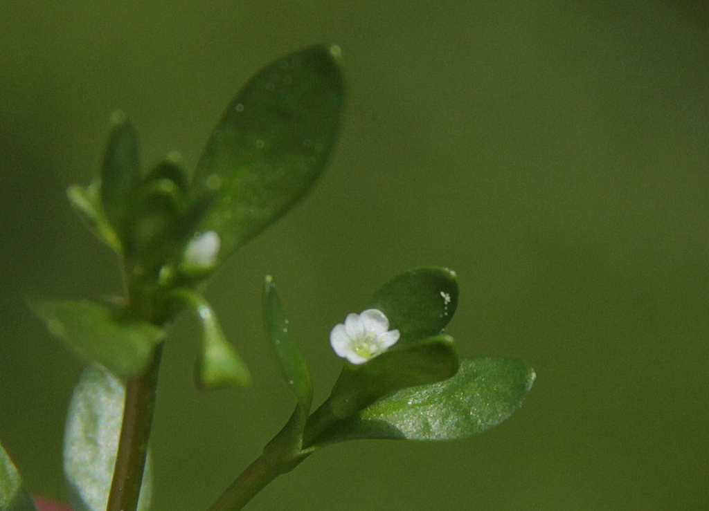 Montia fontana (door Peter Meininger)