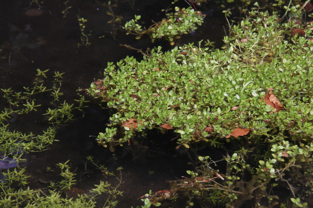 Montia fontana (door Peter Meininger)