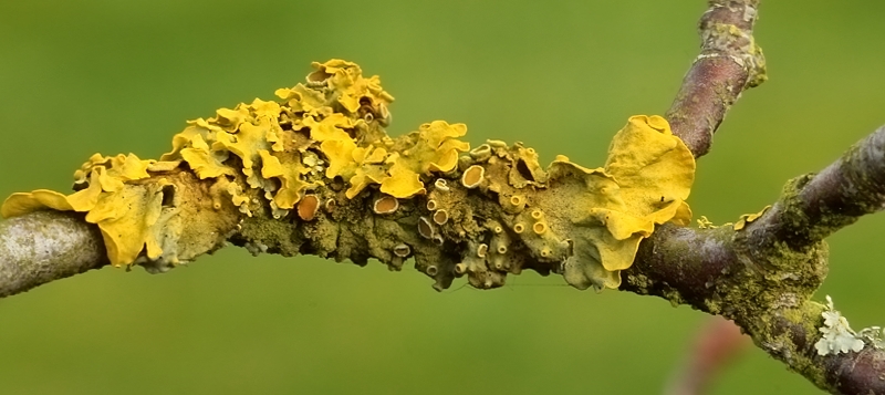 Xanthoria parietina (door Yves Peeters)