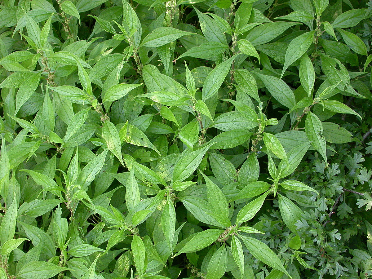 Parietaria officinalis (door Peter Meininger)