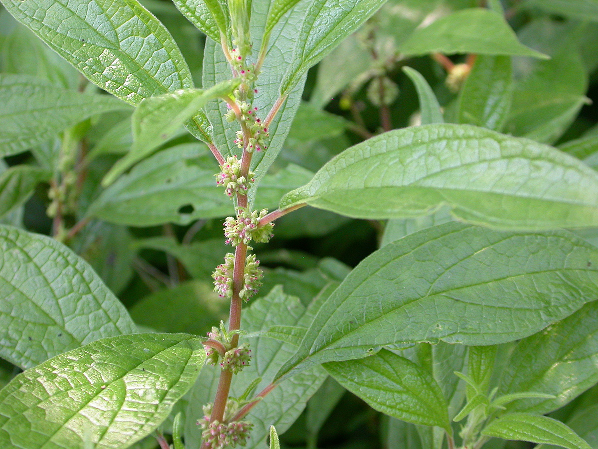 Parietaria officinalis (door Peter Meininger)