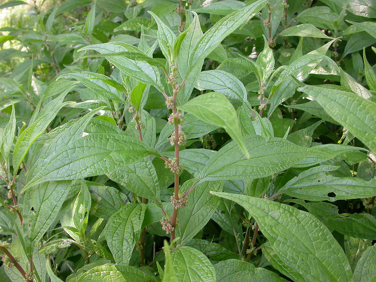 Parietaria officinalis (door Peter Meininger)