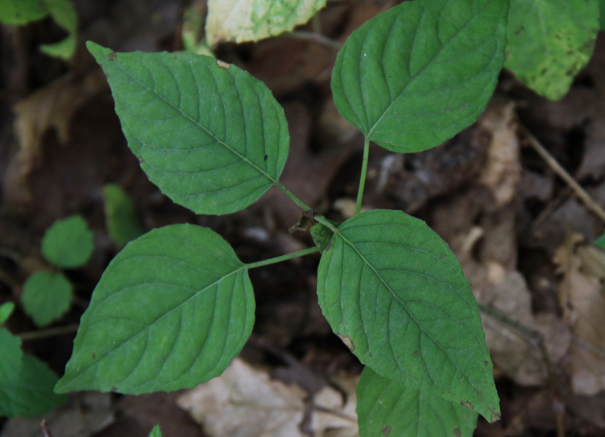 Circaea lutetiana (door Peter Meininger)