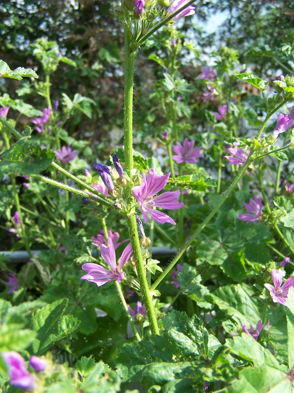 Malva sylvestris (door Edwin Dijkhuis)