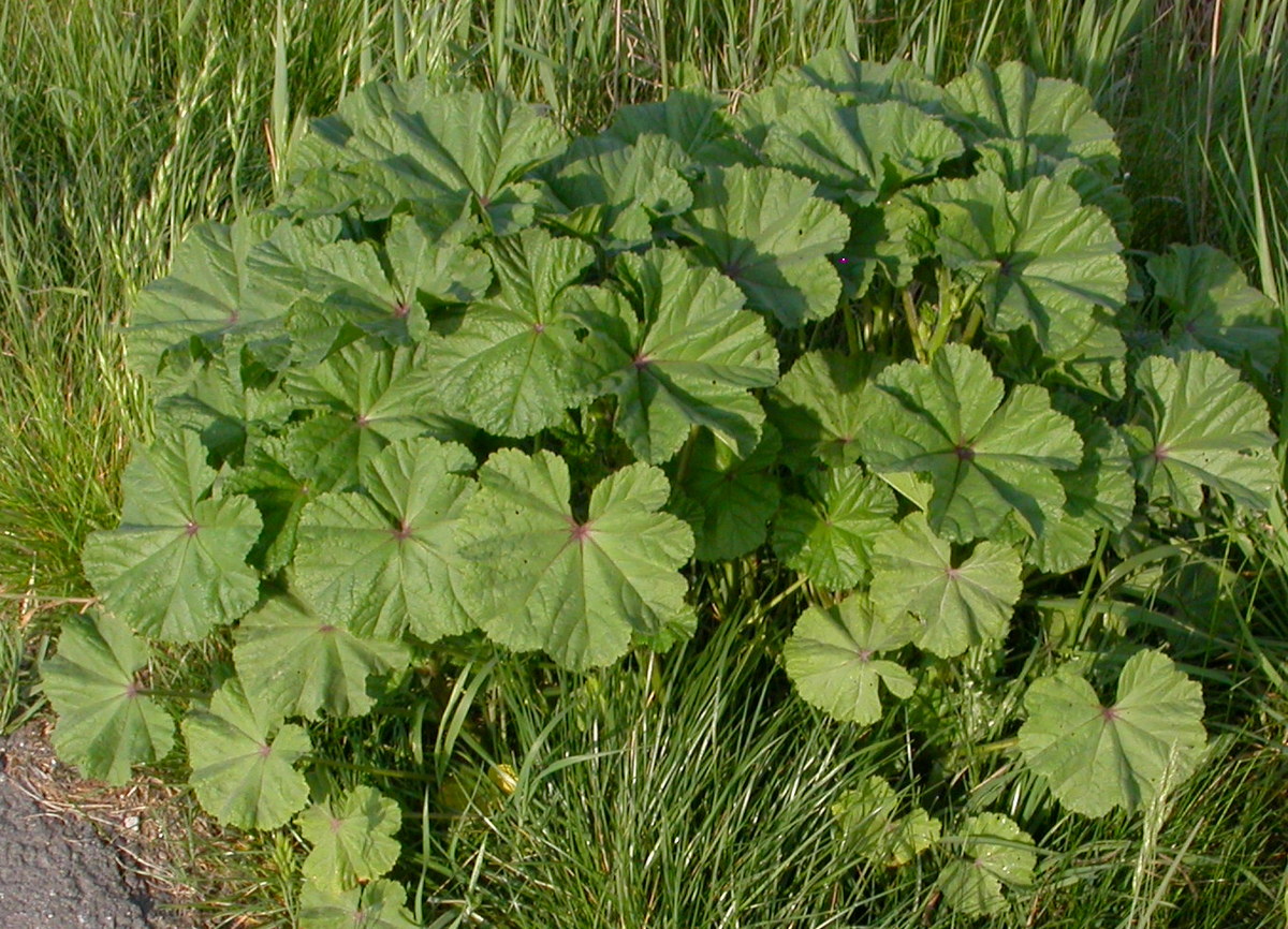 Malva sylvestris (door Peter Meininger)