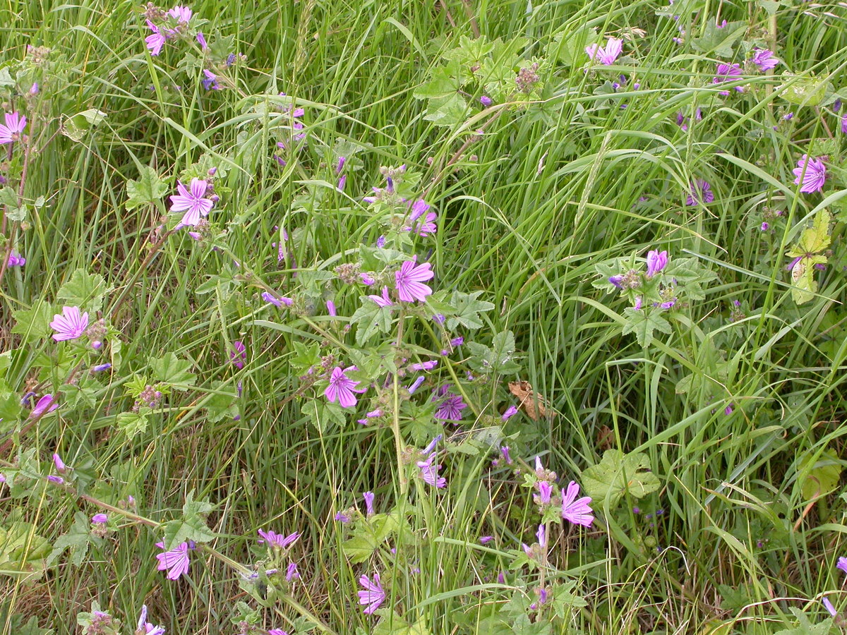 Malva sylvestris (door Peter Meininger)