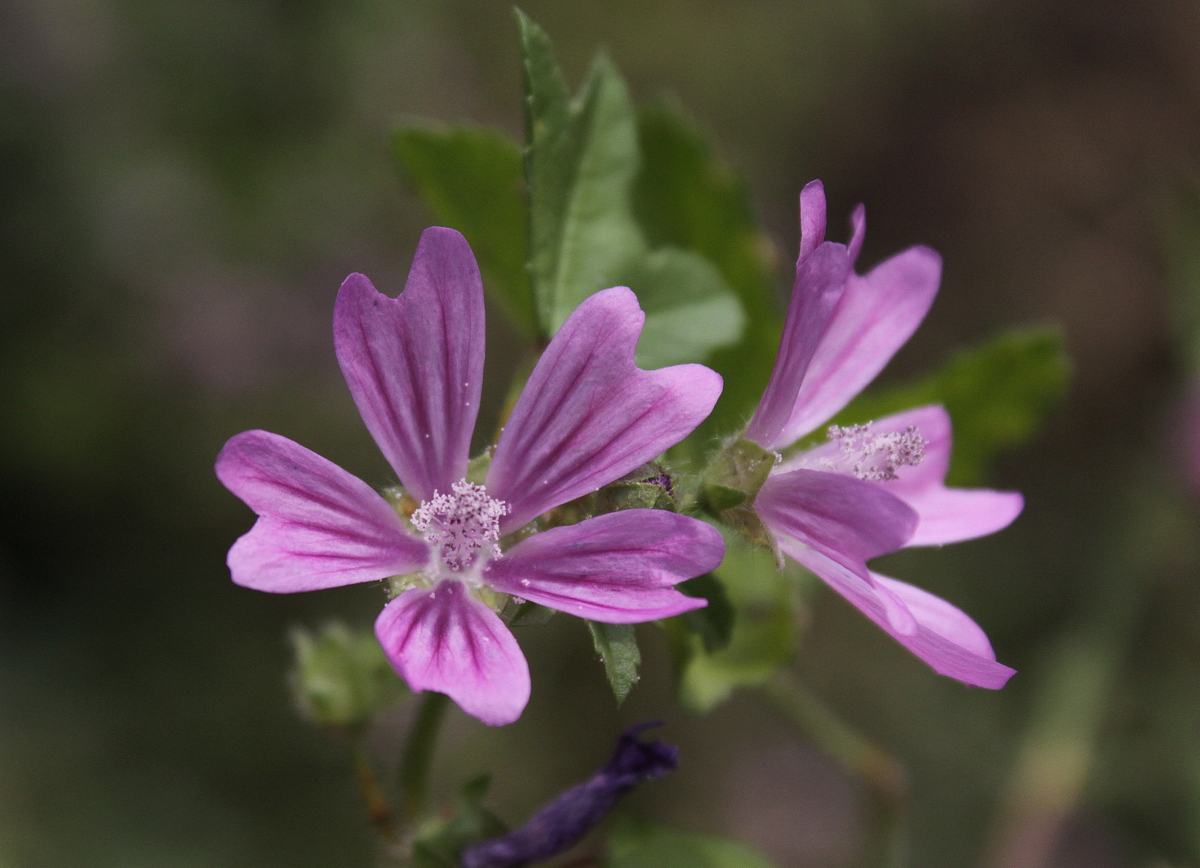 Malva sylvestris (door Peter Meininger)