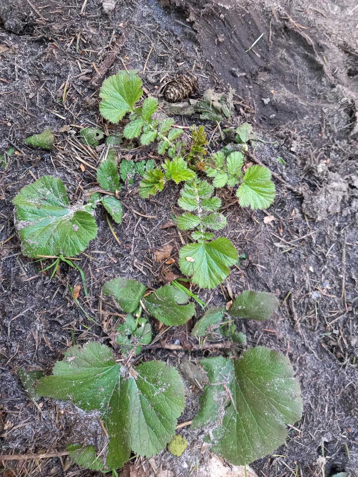 Geum macrophyllum (door Edwin Dijkhuis)