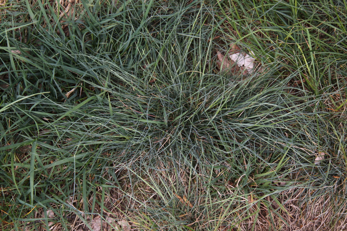 Festuca brevipila / lemanii (door Peter Meininger)