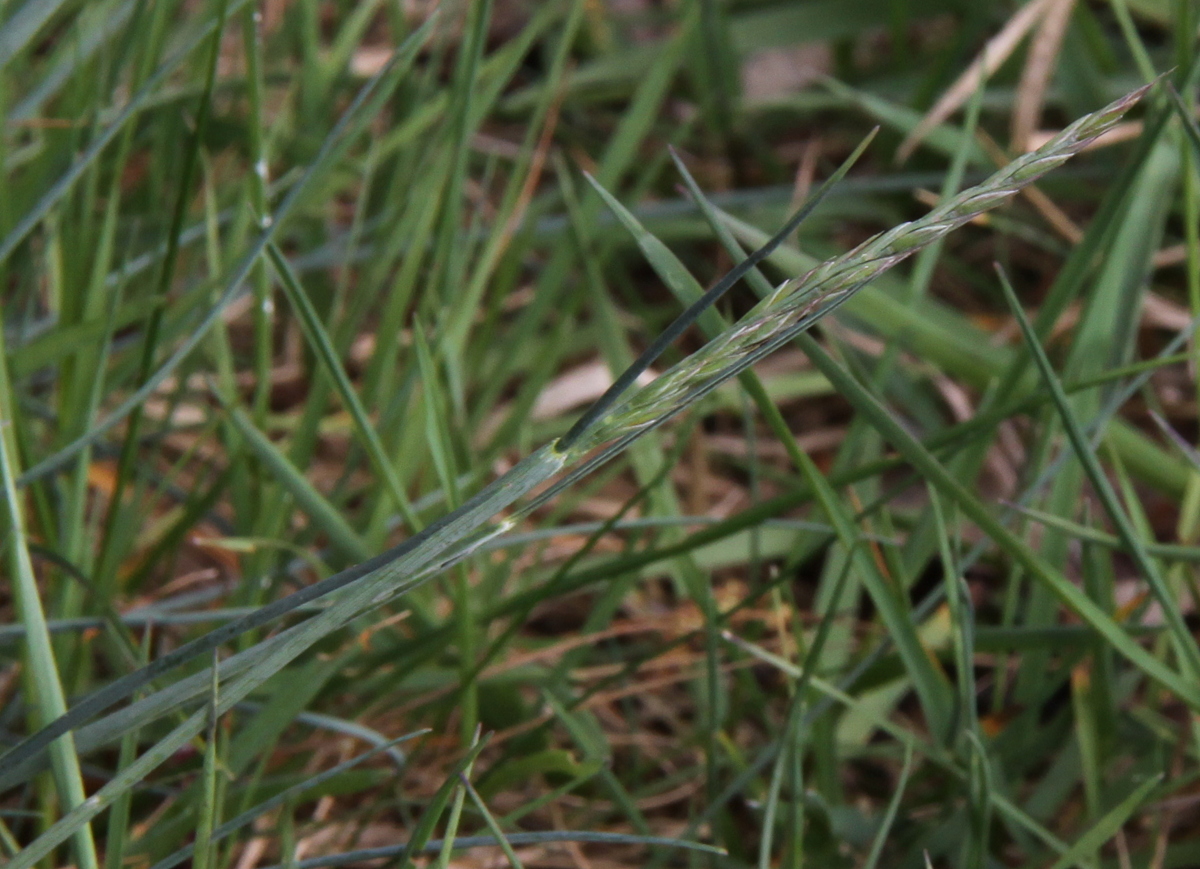 Festuca brevipila / lemanii (door Peter Meininger)