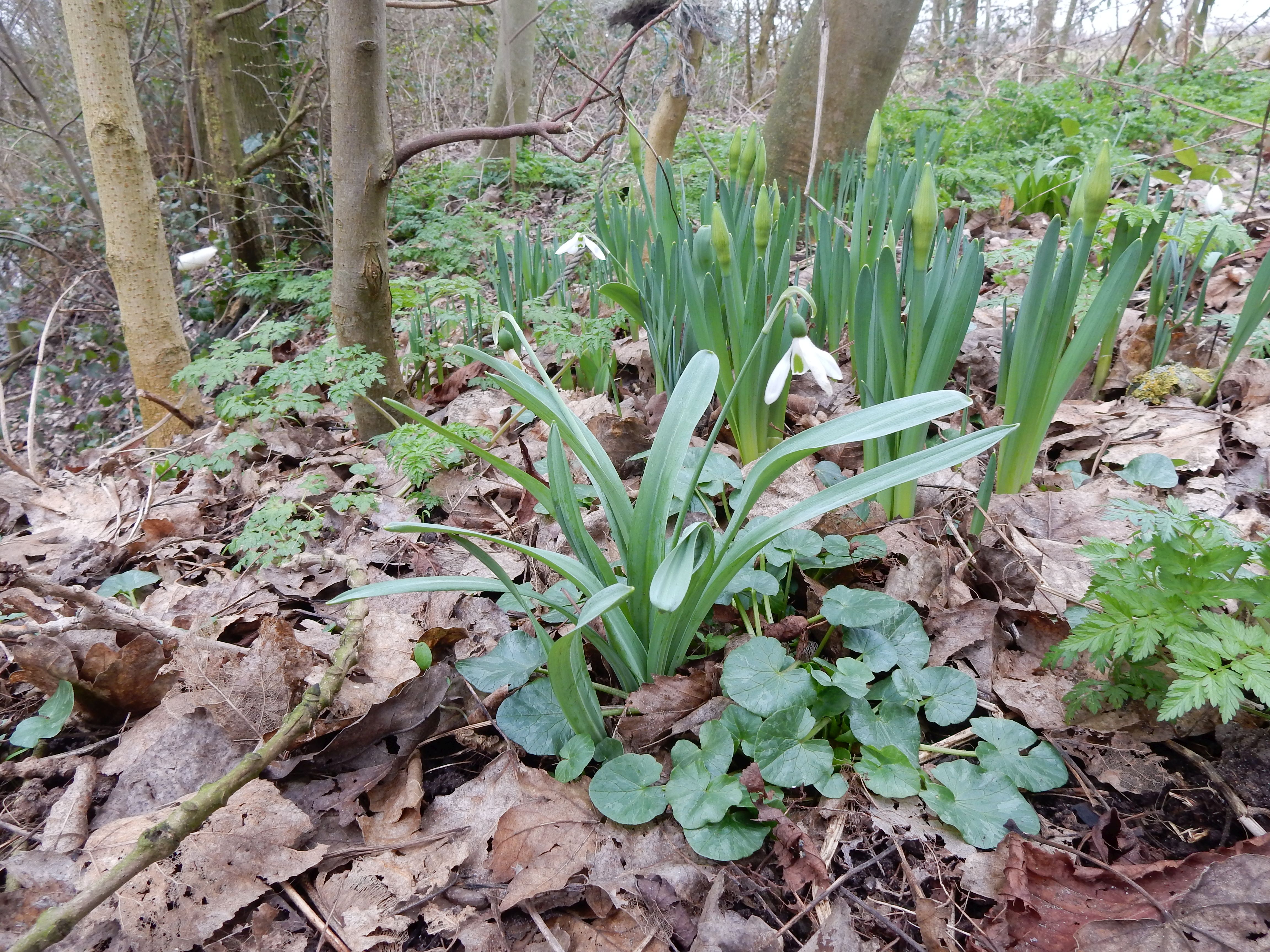 Galanthus elwesii (door Peter Meininger)