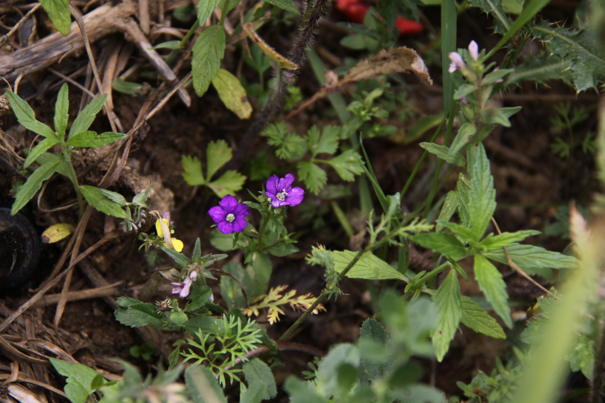 Legousia speculum-veneris (door Peter Meininger)