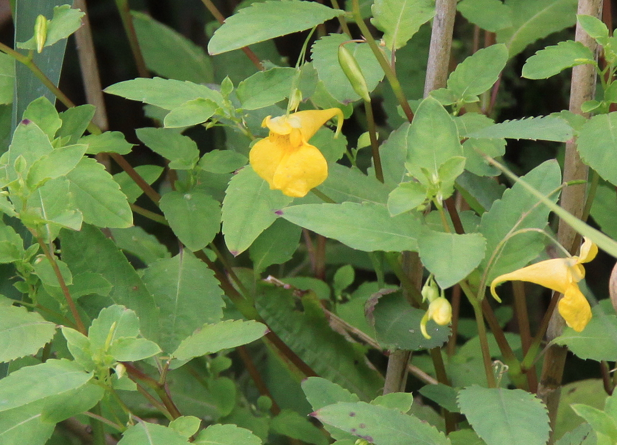 Impatiens noli-tangere (door Peter Meininger)