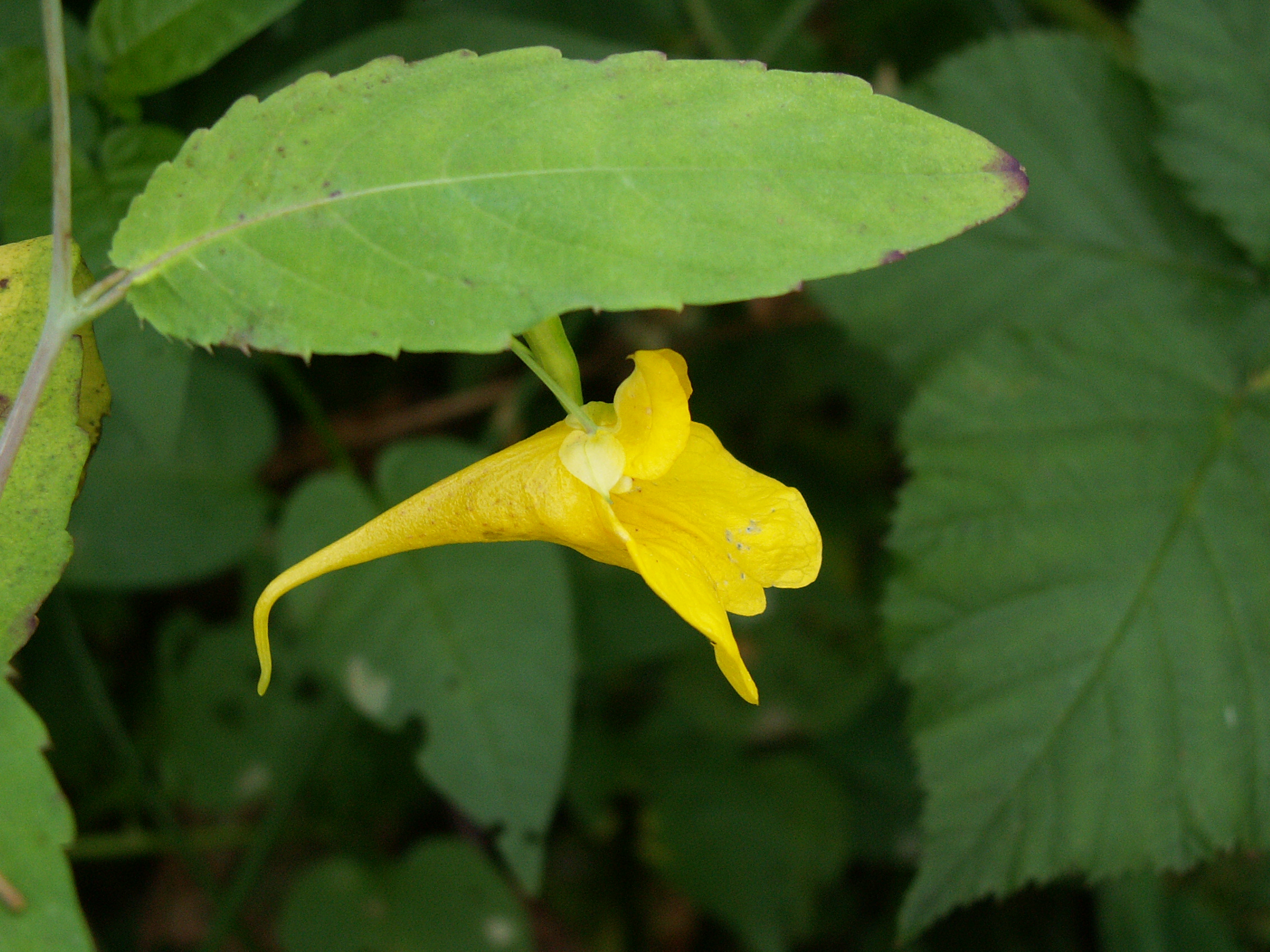 Impatiens noli-tangere (door Han Beeuwkes)