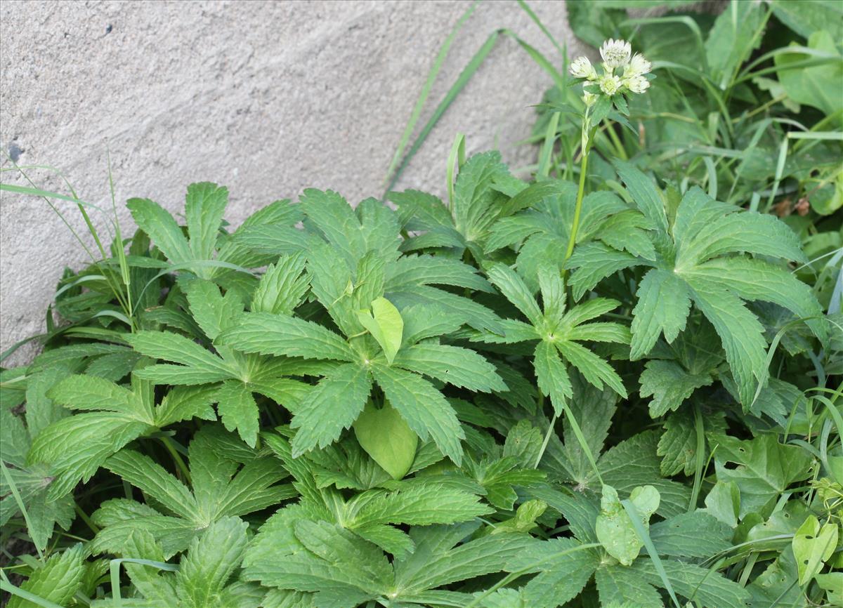 Astrantia major (door Peter Meininger)