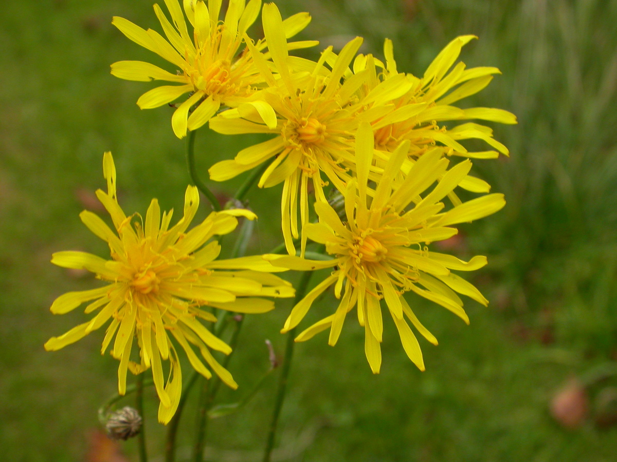 Crepis biennis (door Peter Meininger)