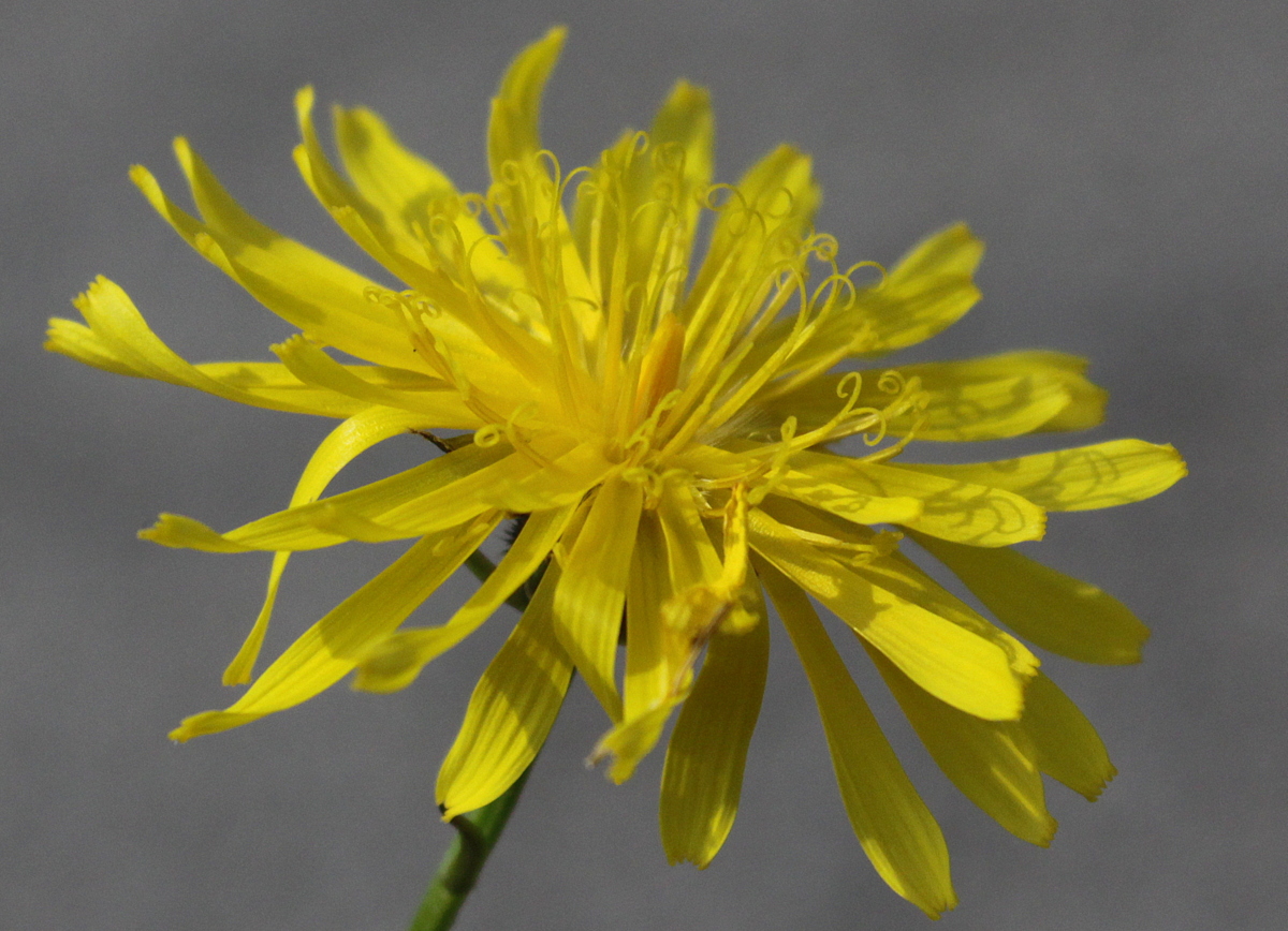 Crepis biennis (door Peter Meininger)