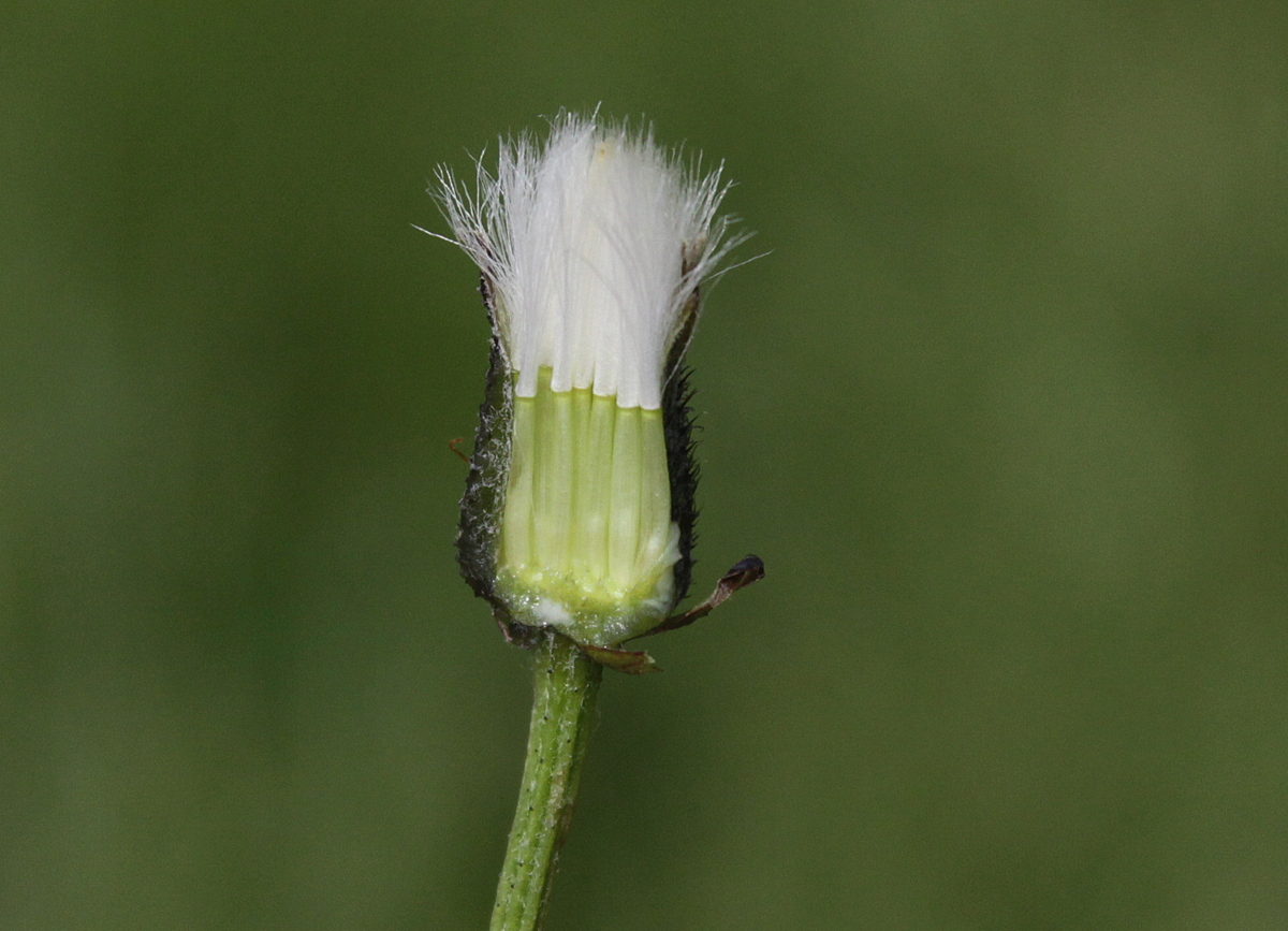 Crepis biennis (door Peter Meininger)