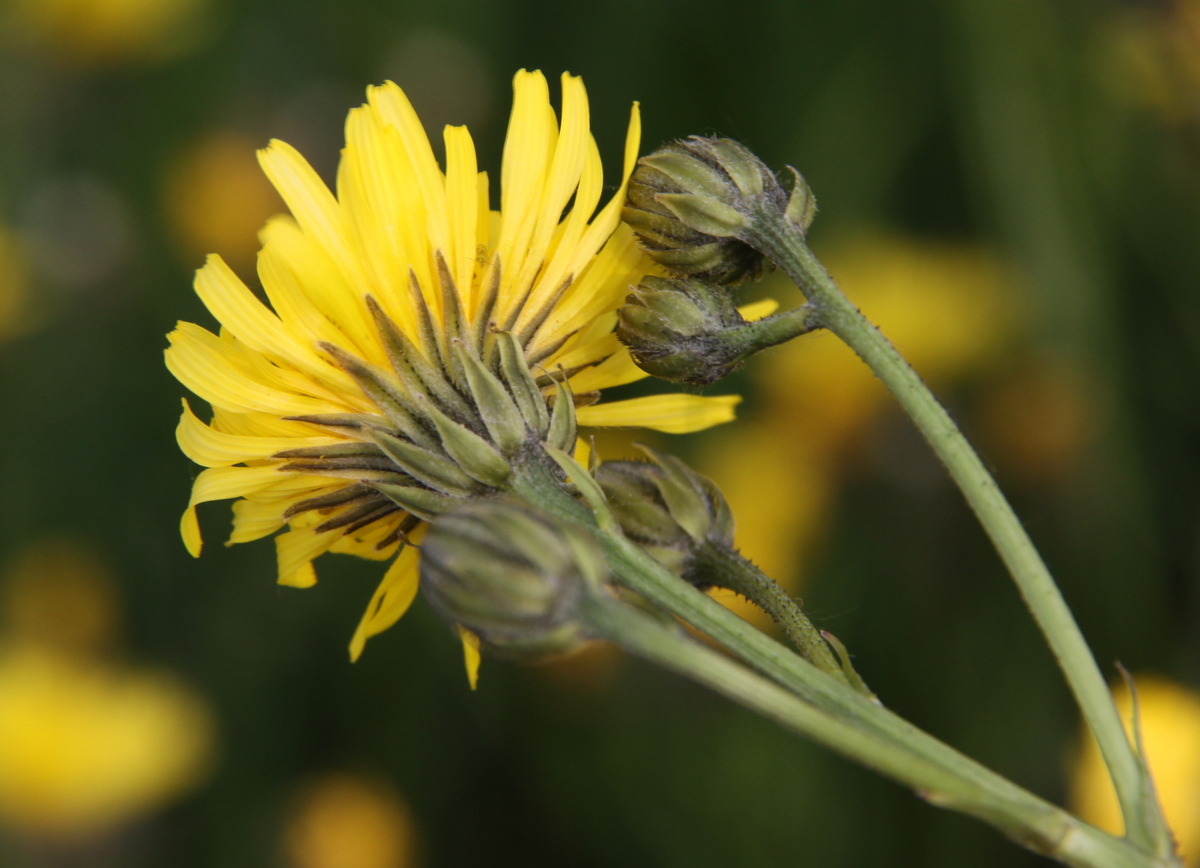 Crepis biennis (door Peter Meininger)