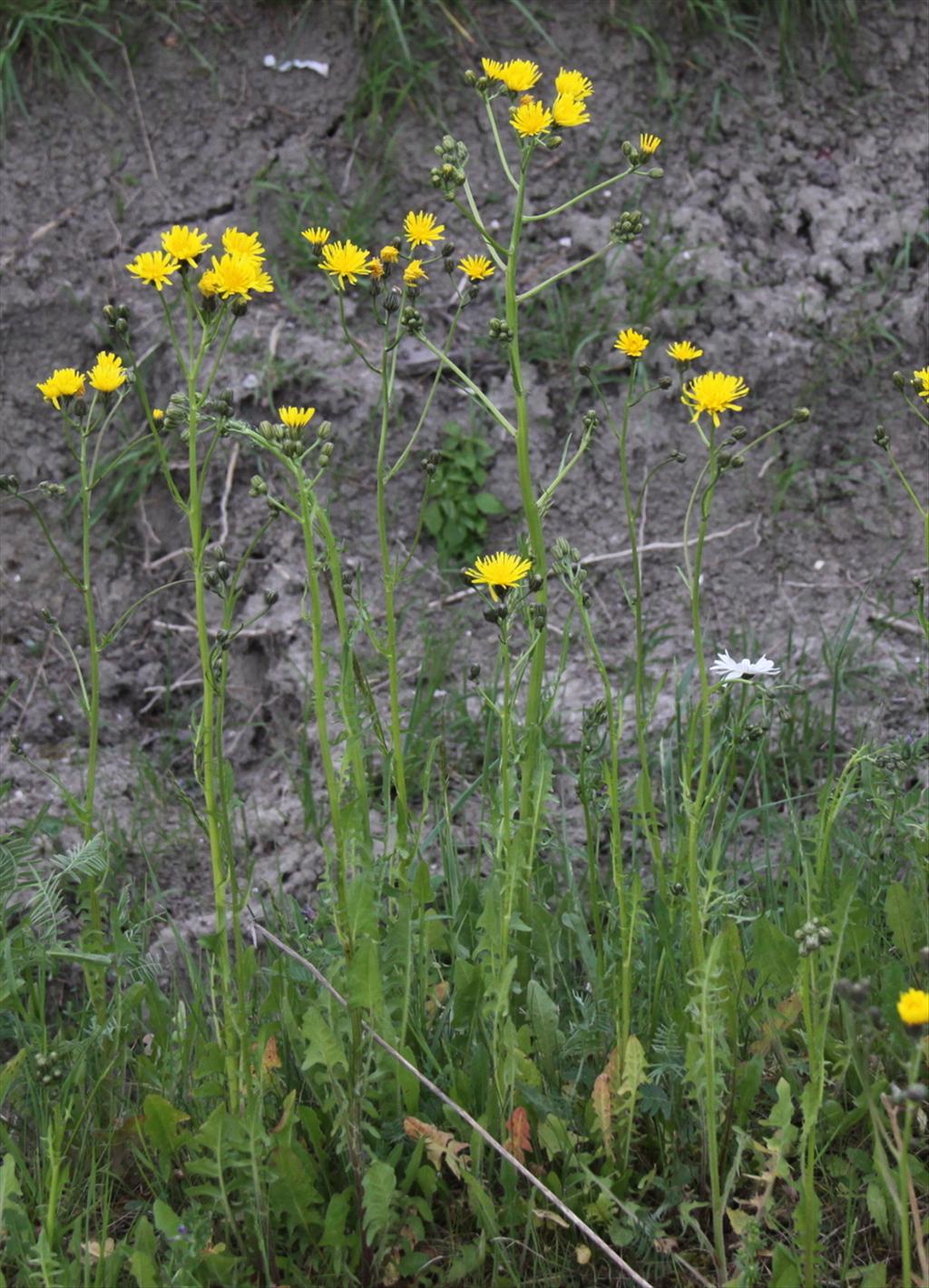 Crepis biennis (door Peter Meininger)