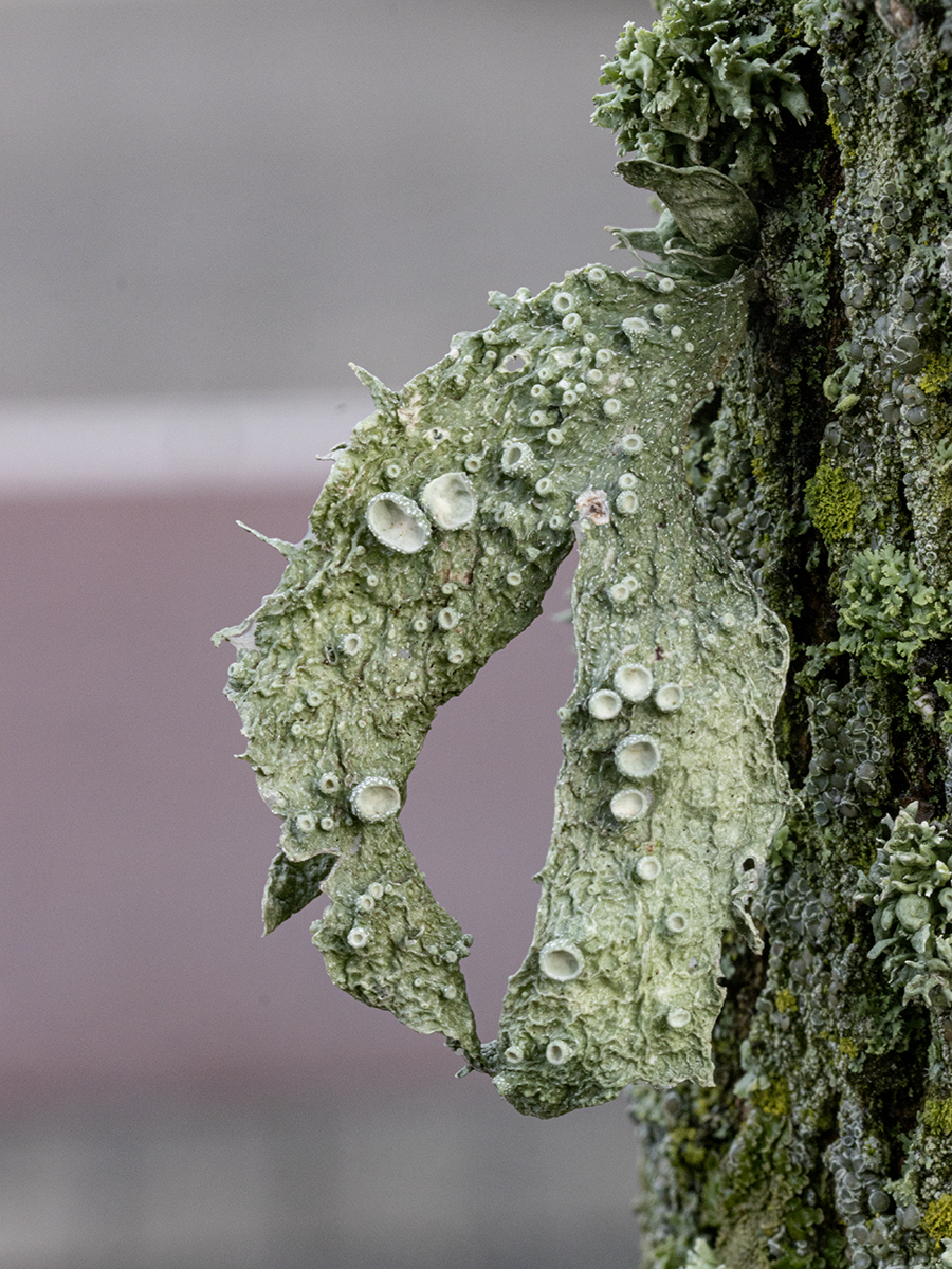 Ramalina fraxinea (door Sonja Kuijpers)