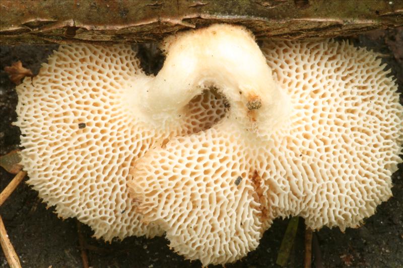 Polyporus arcularius (door Jan Cremers)