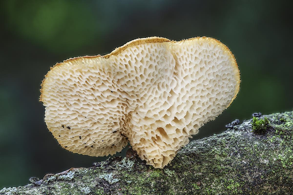 Polyporus arcularius (door Jos Steeghs)