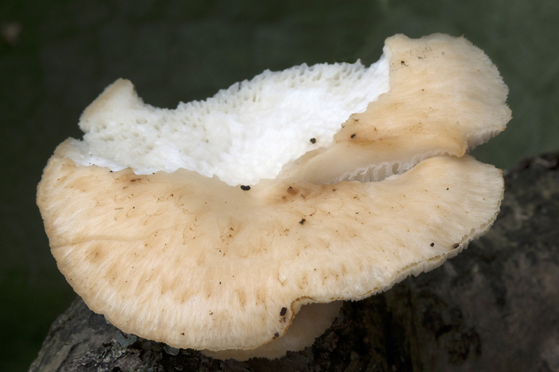 Polyporus arcularius (door Menno Boomsluiter)