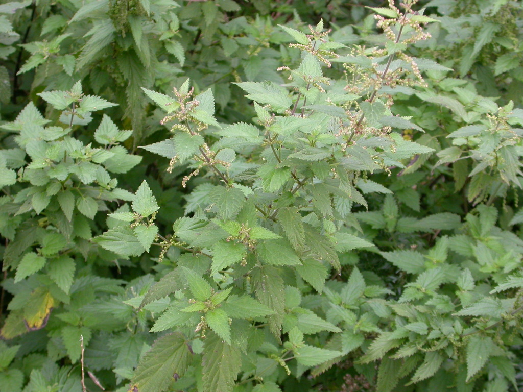 Urtica dioica (door Peter Meininger)