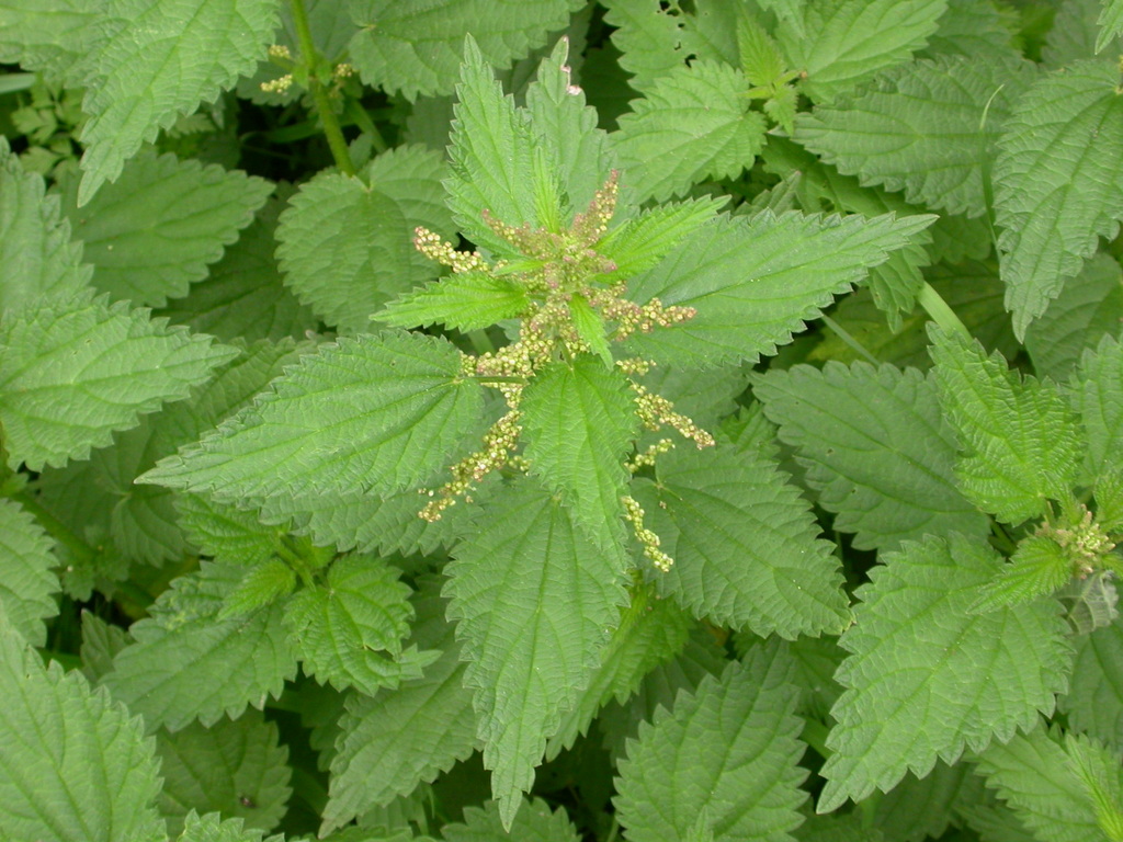 Urtica dioica (door Peter Meininger)