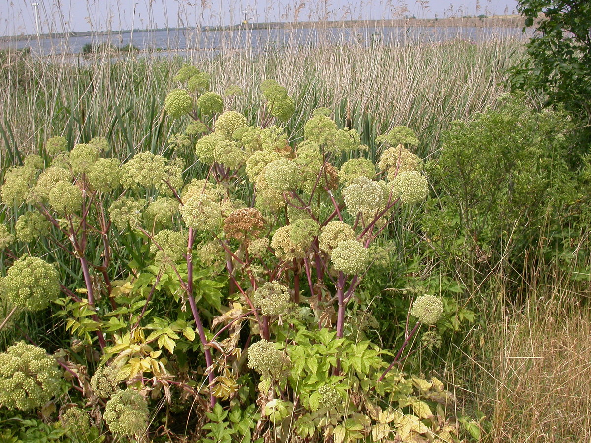 Angelica archangelica (door Peter Meininger)