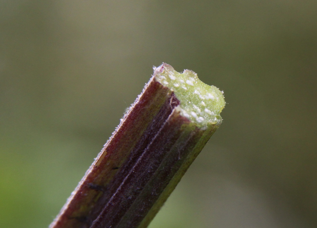 Arctium lappa (door Peter Meininger)