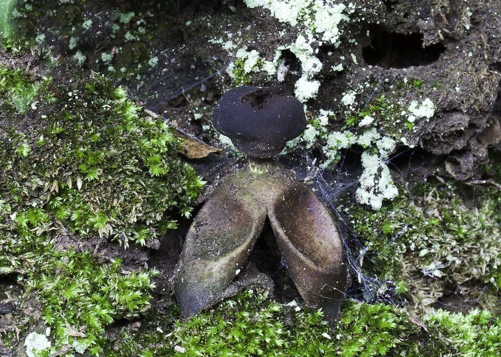 Geastrum fornicatum (door Henk van den Born)