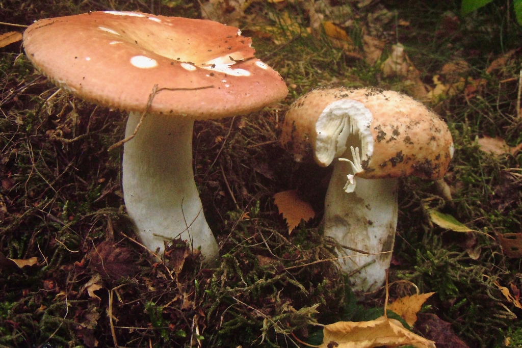 Russula intermedia (door Rob Chrispijn)