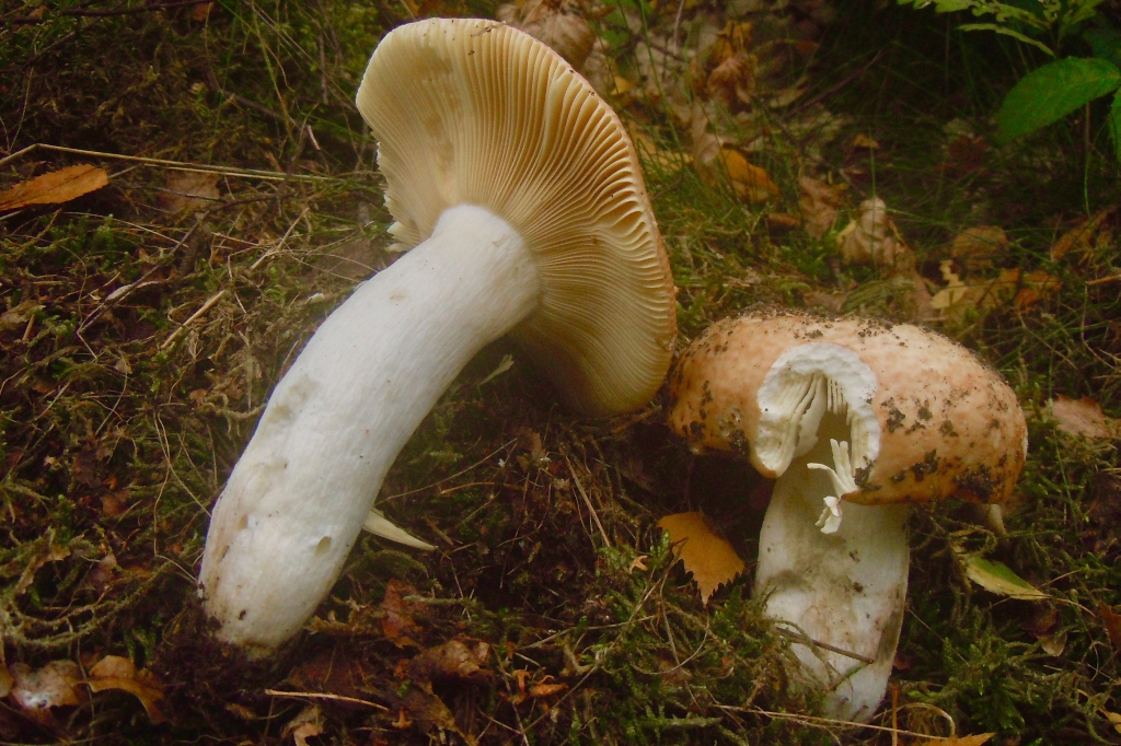 Russula intermedia (door Rob Chrispijn)