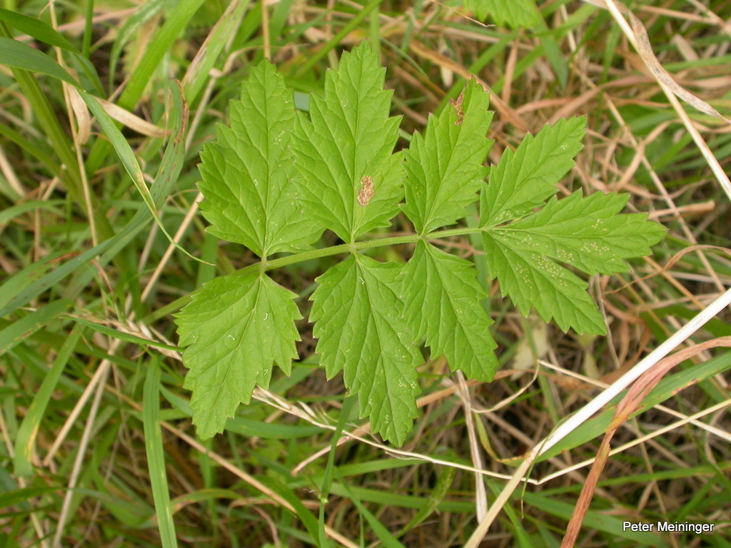 Pimpinella major (door Peter Meininger)