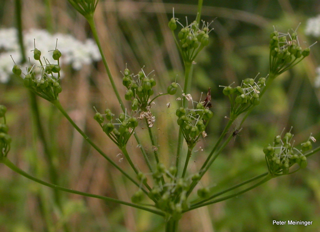 Pimpinella major (door Peter Meininger)