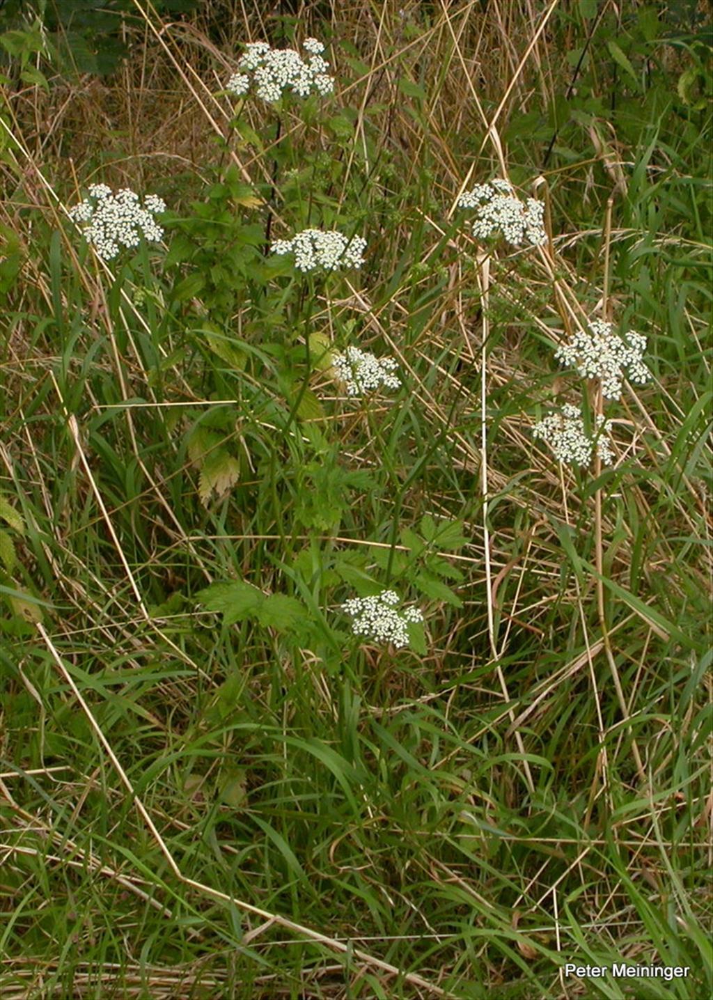 Pimpinella major (door Peter Meininger)