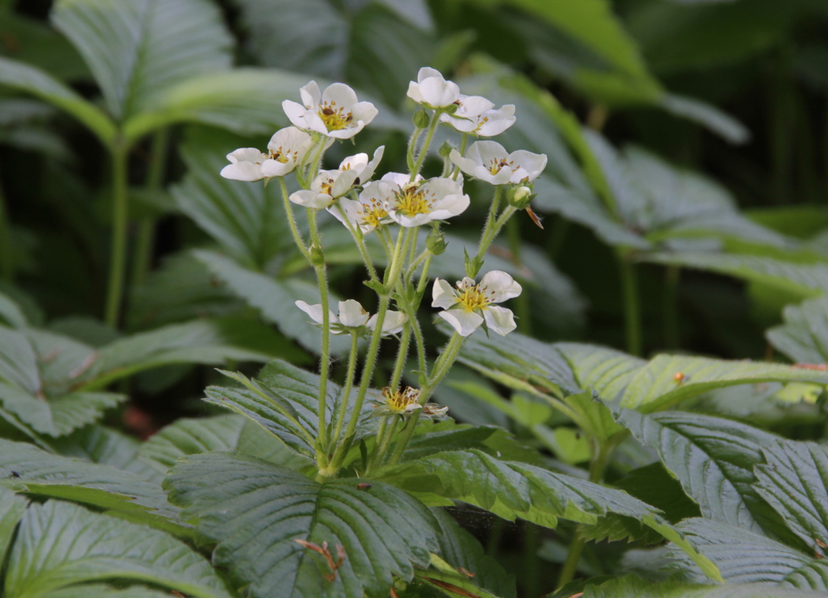 Fragaria moschata (door Peter Meininger)