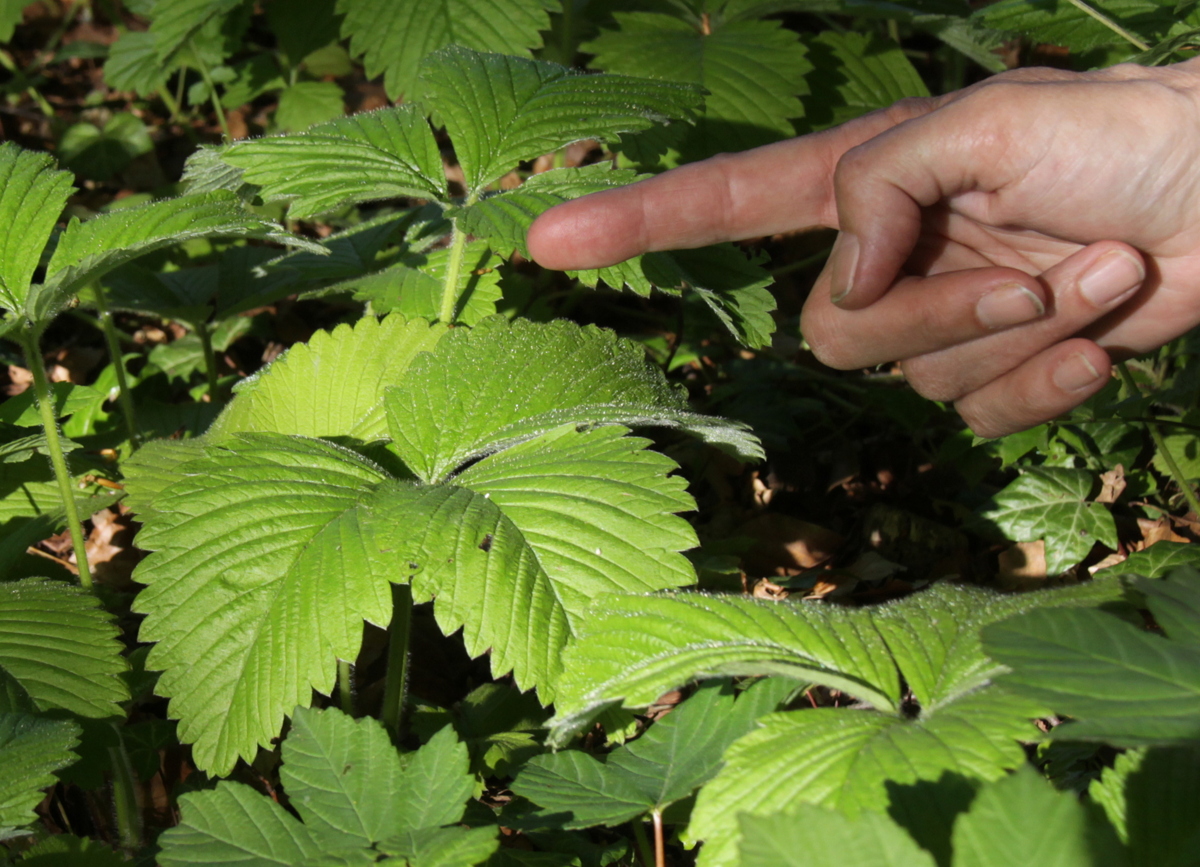 Fragaria moschata (door Peter Meininger)