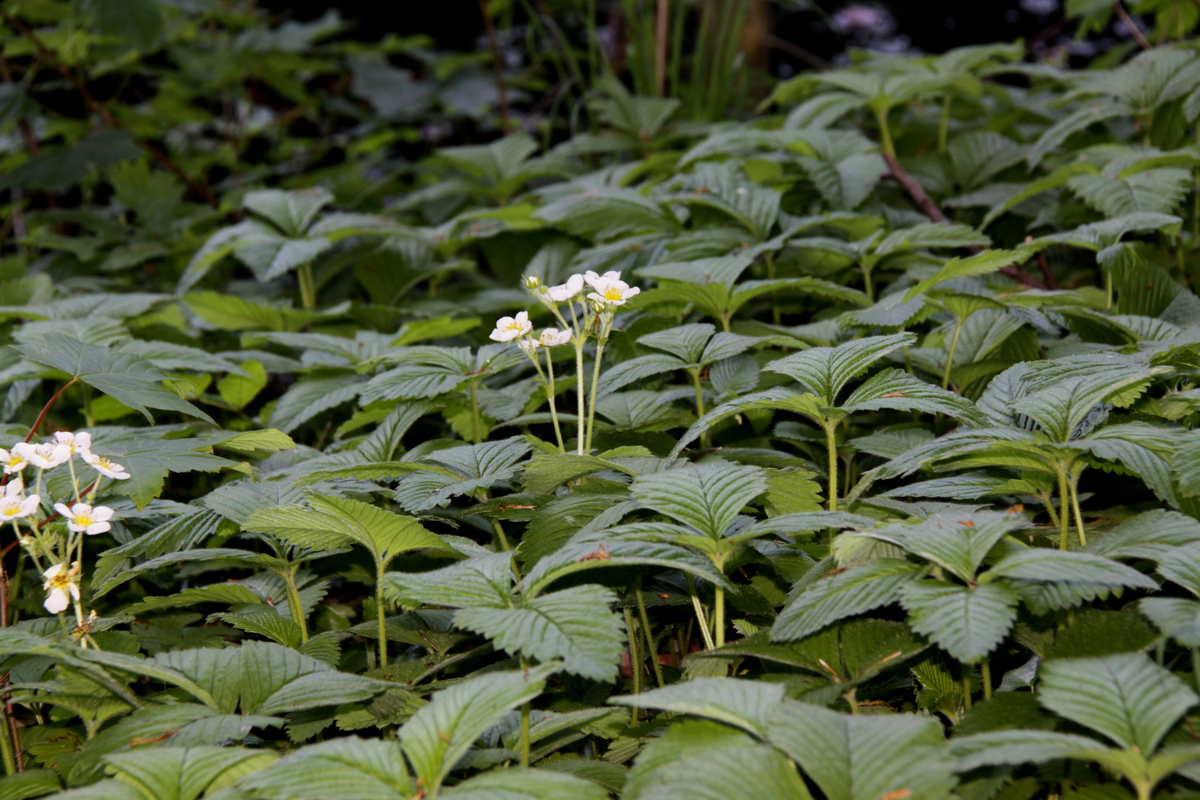 Fragaria moschata (door Peter Meininger)