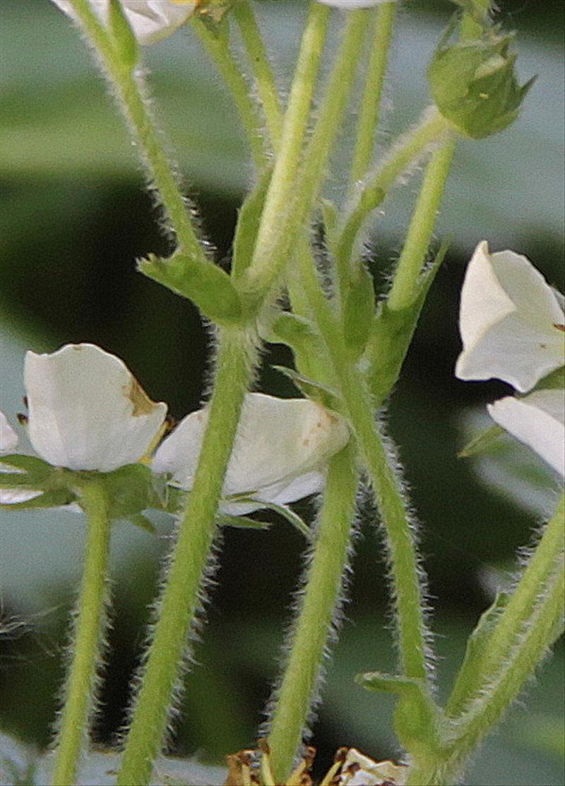 Fragaria moschata (door Peter Meininger)