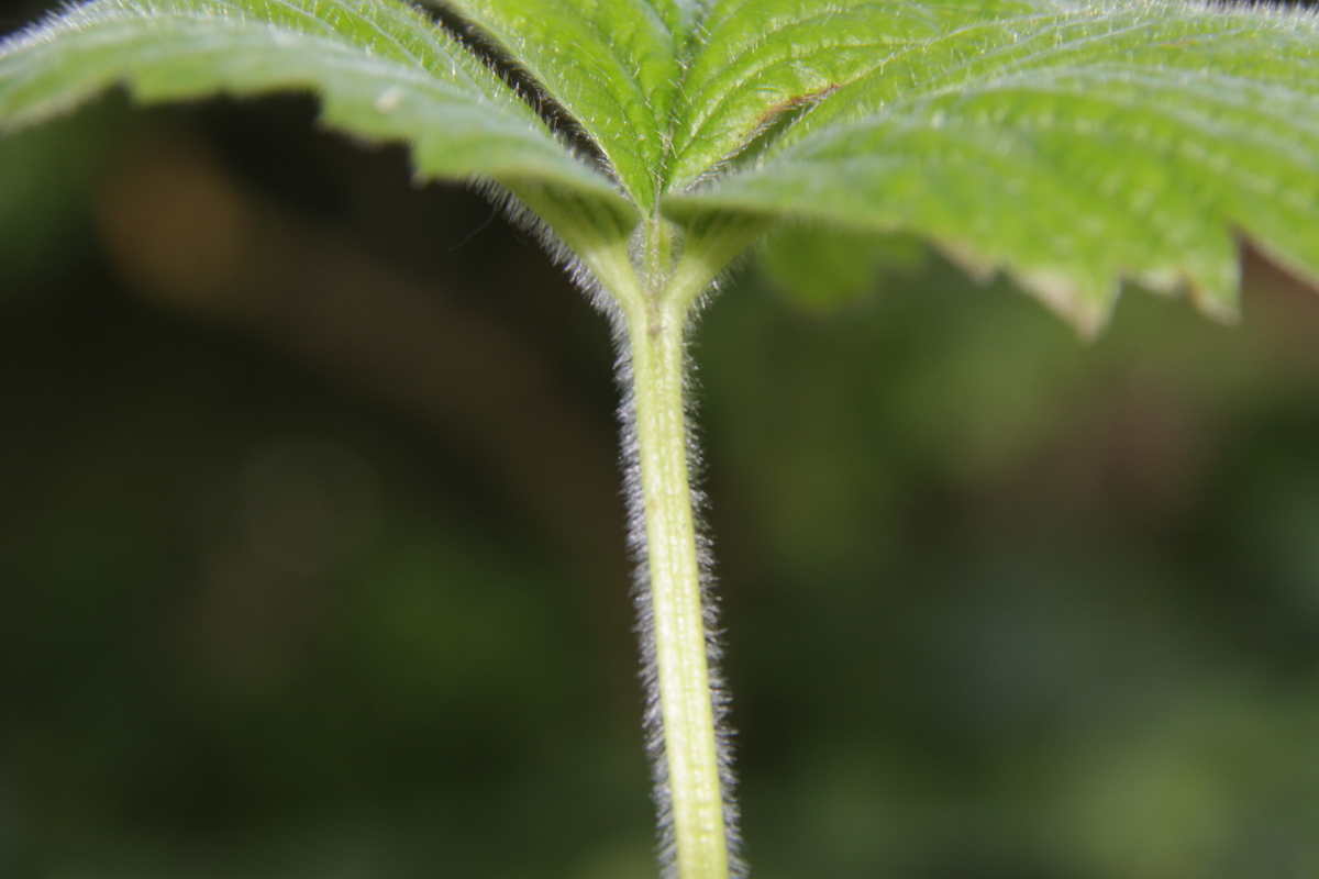 Fragaria moschata (door Peter Meininger)