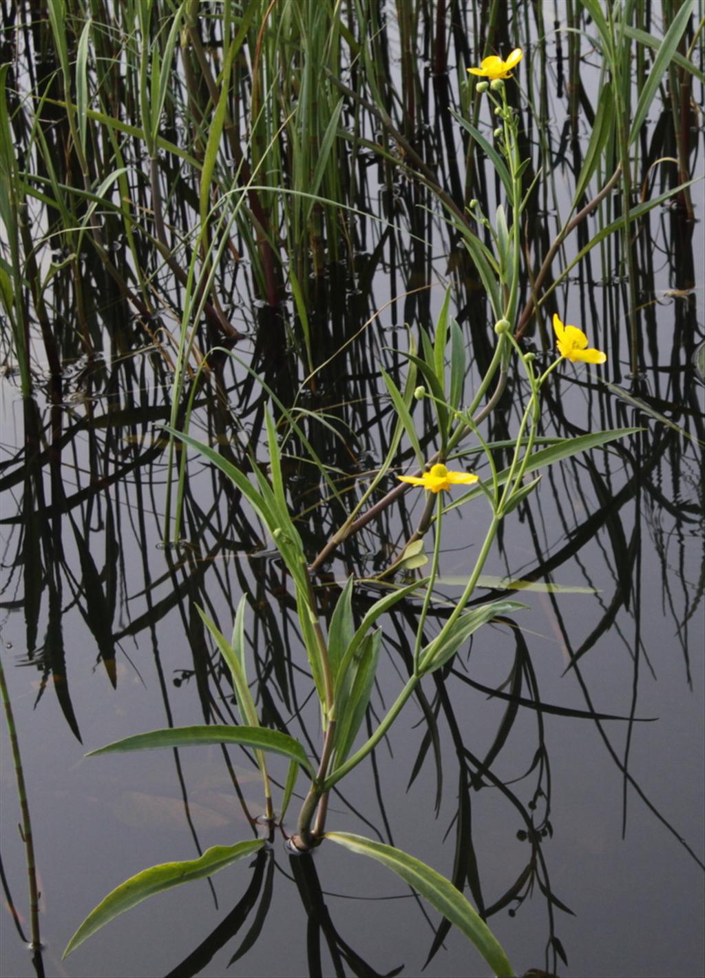 Ranunculus lingua (door Peter Meininger)