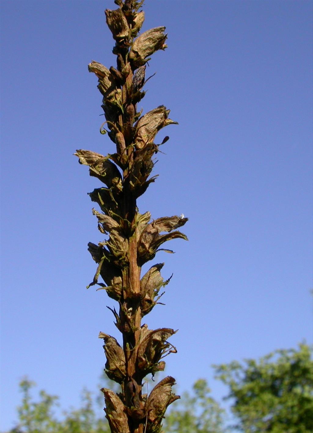 Orobanche rapum-genistae (door Peter Meininger)