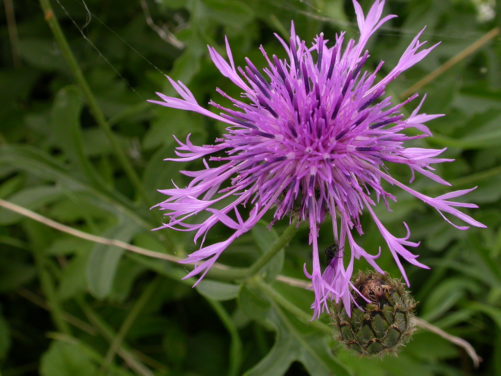 Centaurea scabiosa (door Peter Meininger)